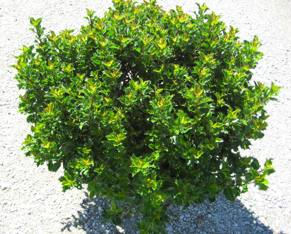 ILEX, MESERVEAE &
