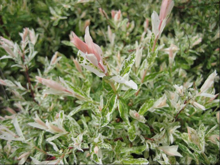 SALIX &