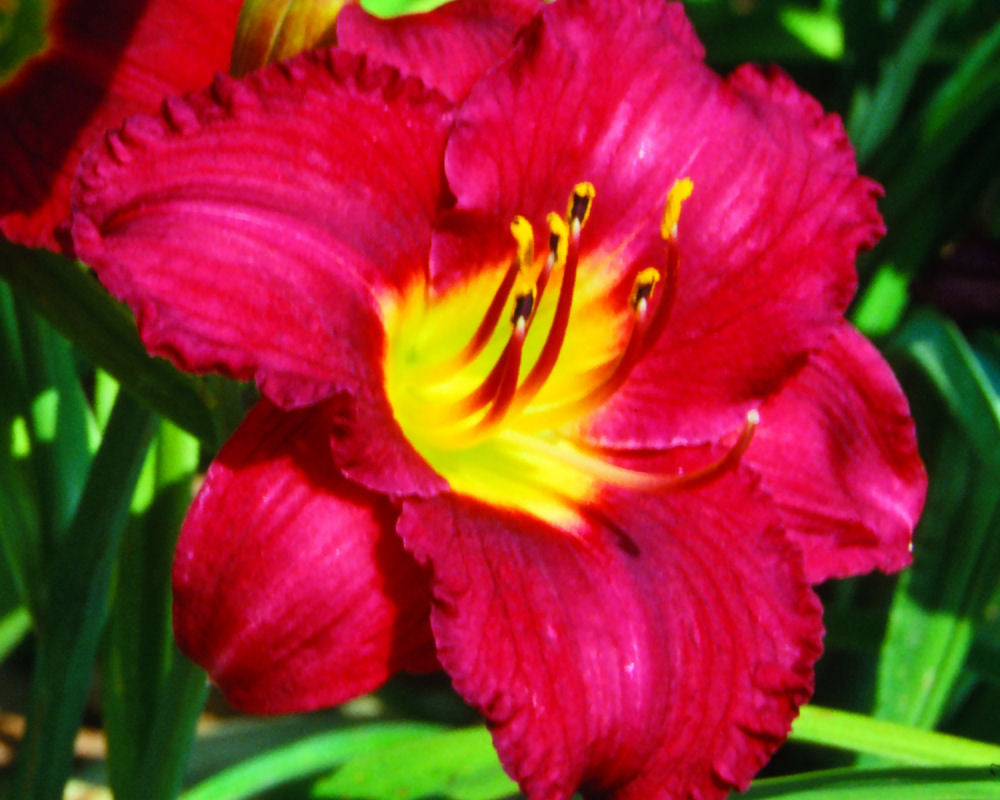 HEMEROCALLIS  &