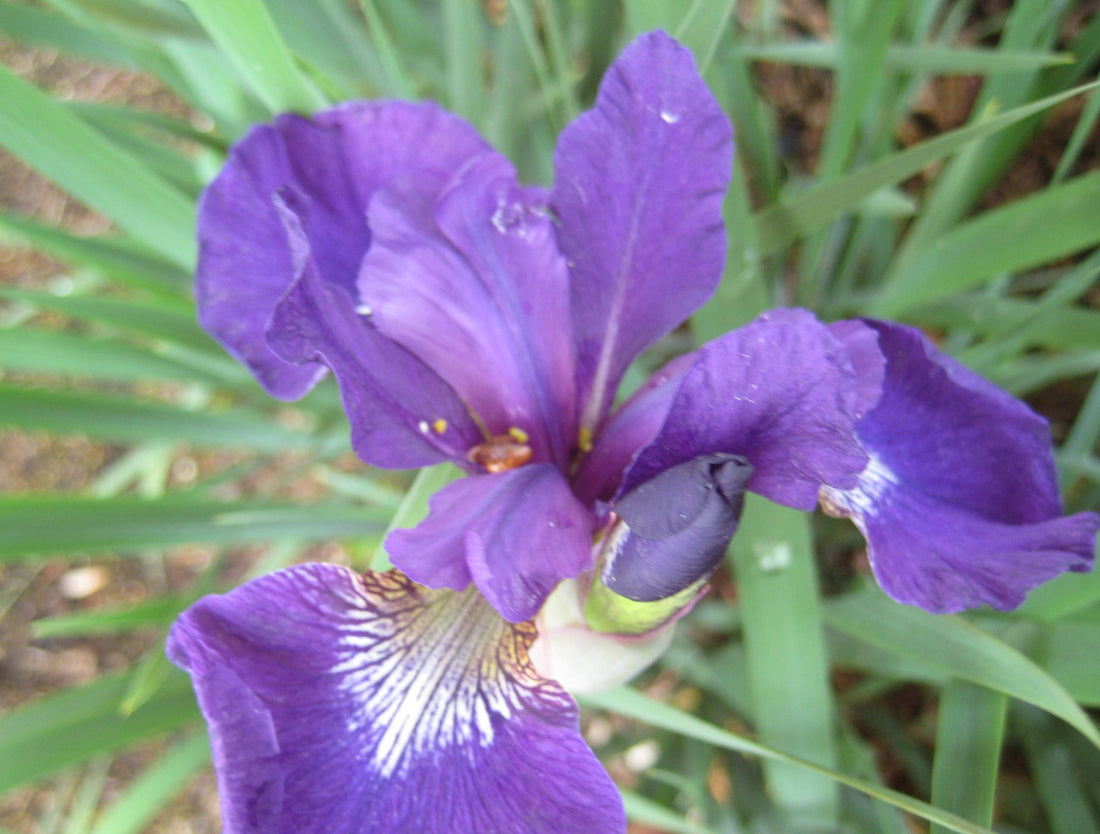 IRIS, SIBERICA &
