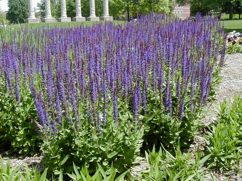 SALVIA &