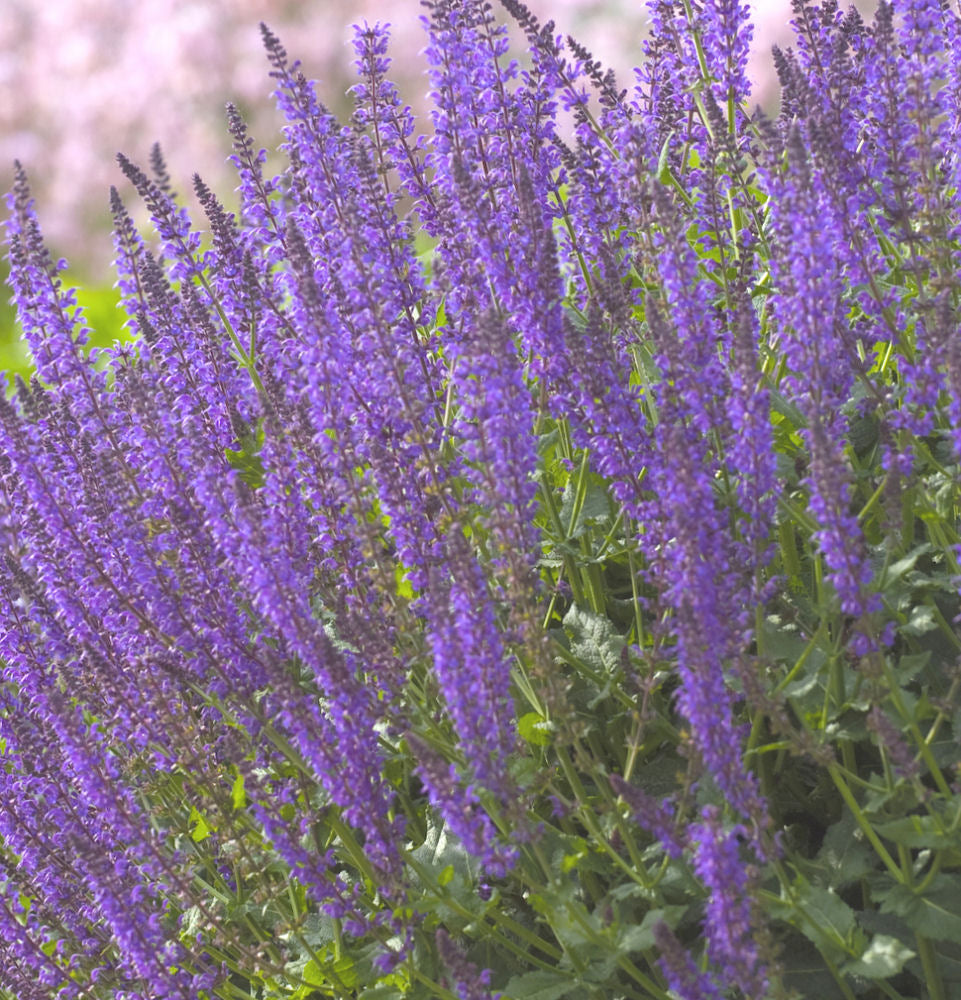 SALVIA  &