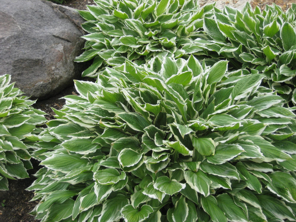 HOSTA &
