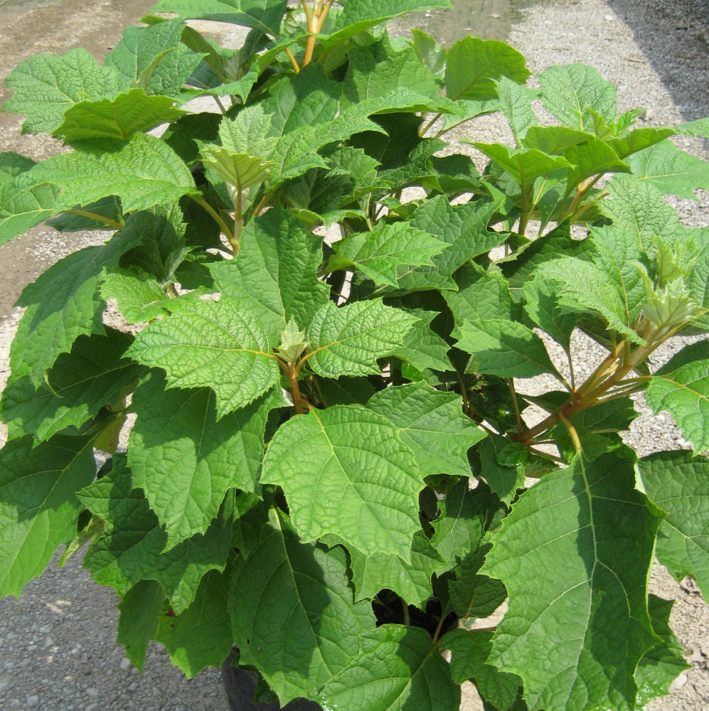 HYDRANGEA, QUERCIFOLIA &