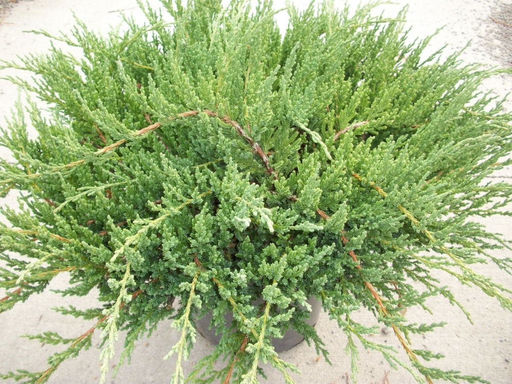 JUNIPER &