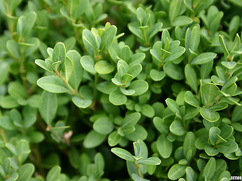 BUXUS  &