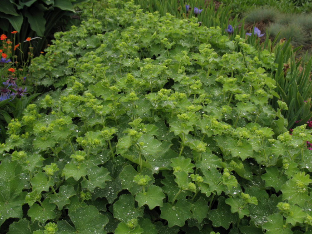 ALCHEMILLA &