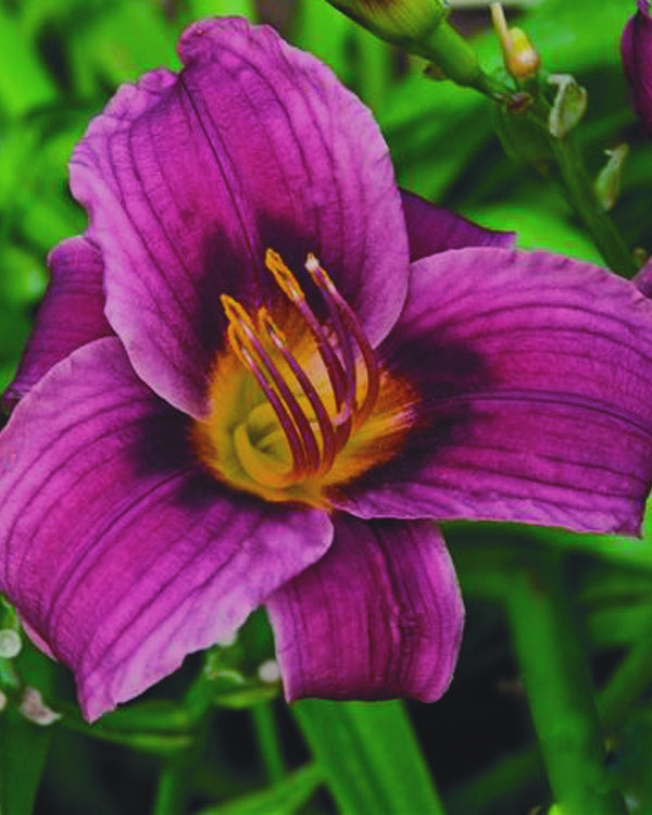 HEMEROCALLIS  &