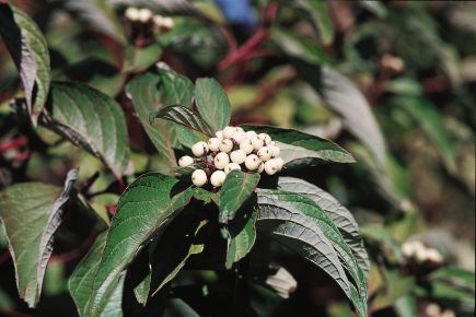 CORNUS &