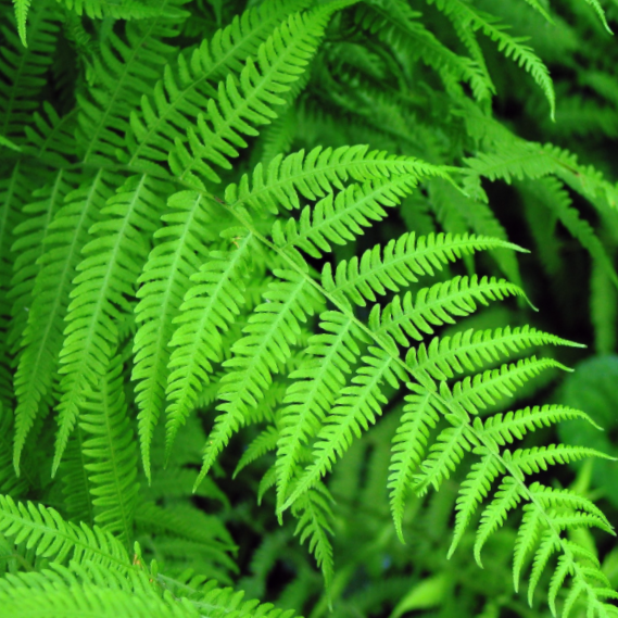 FERN &