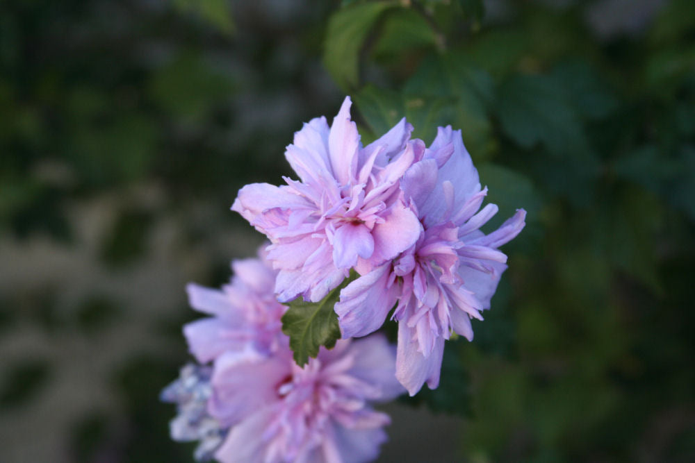 HIBISCUS  &