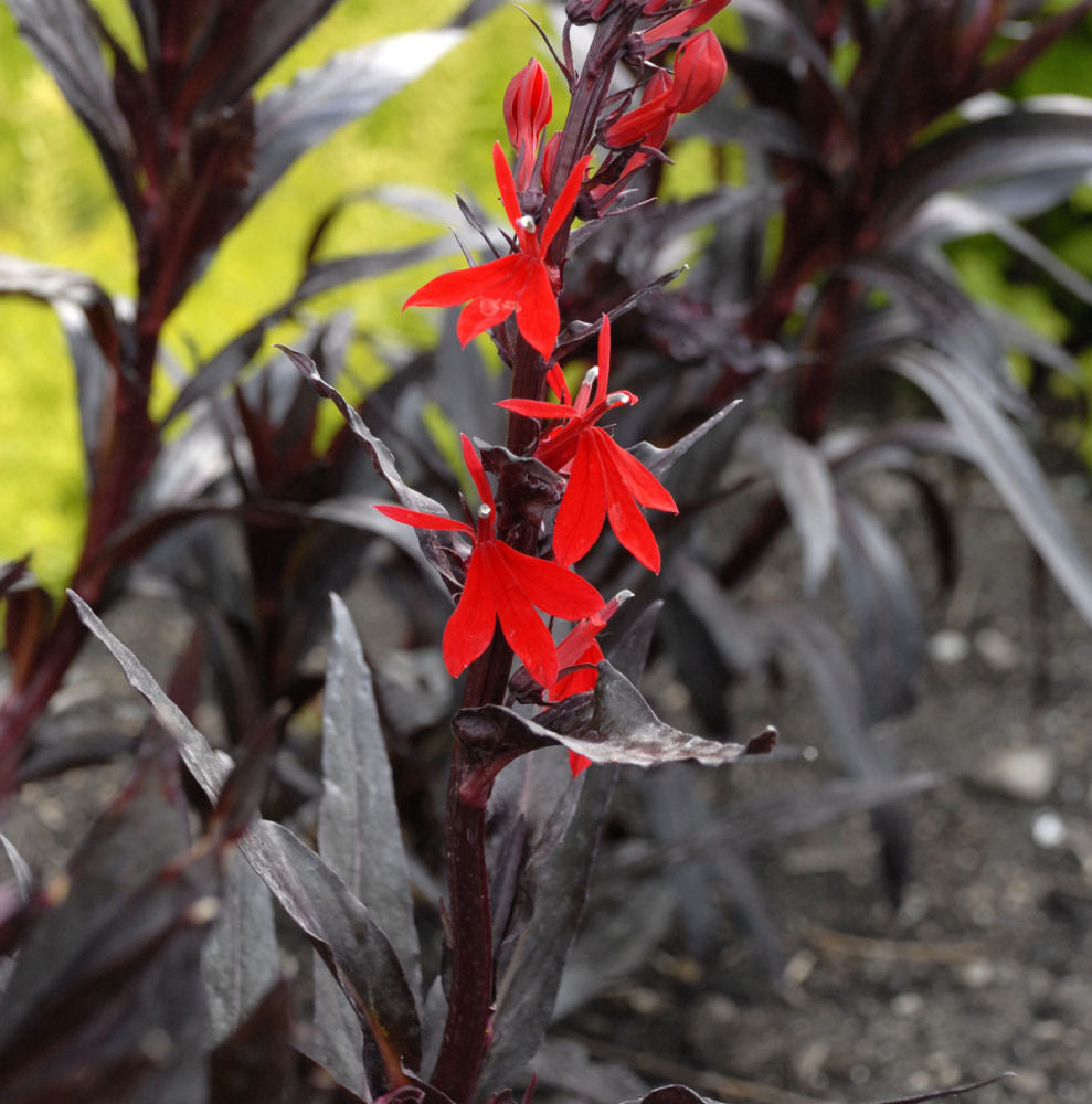 LOBELIA  &