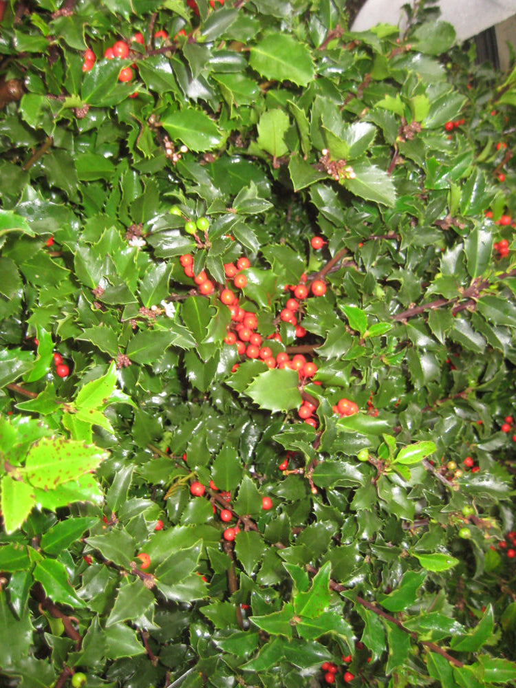 ILEX, MESERVEAE &