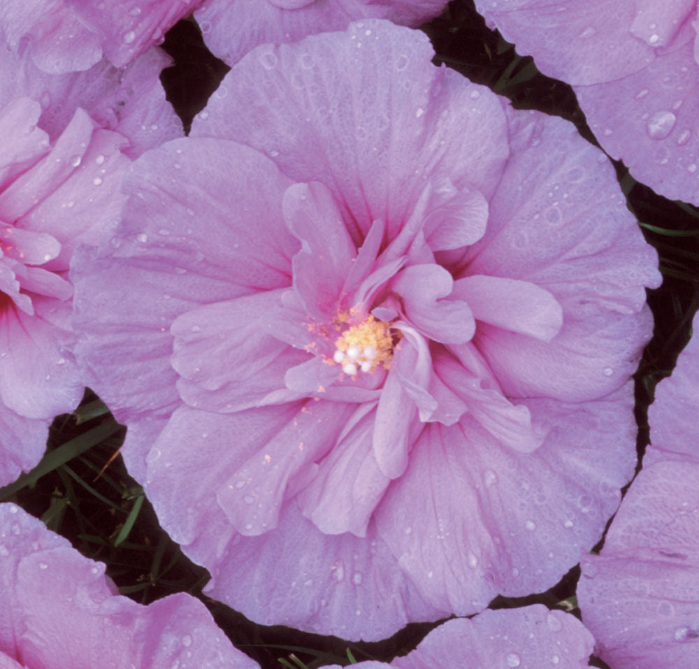 HIBISCUS &