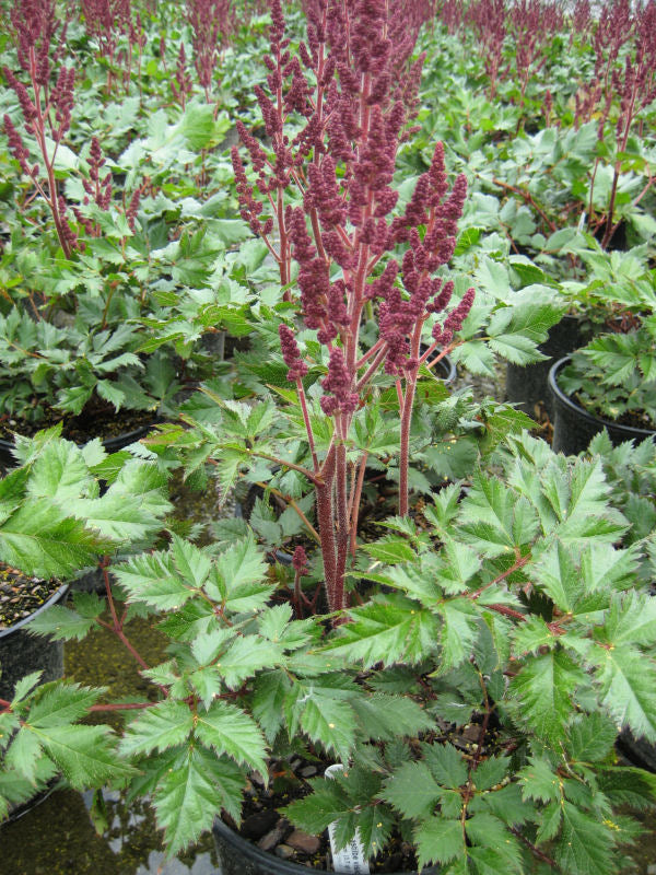 ASTILBE &