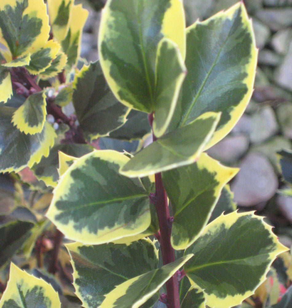 ILEX, MESERVEAE &