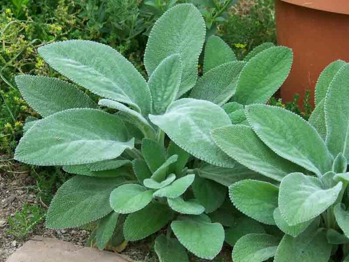 STACHYS &