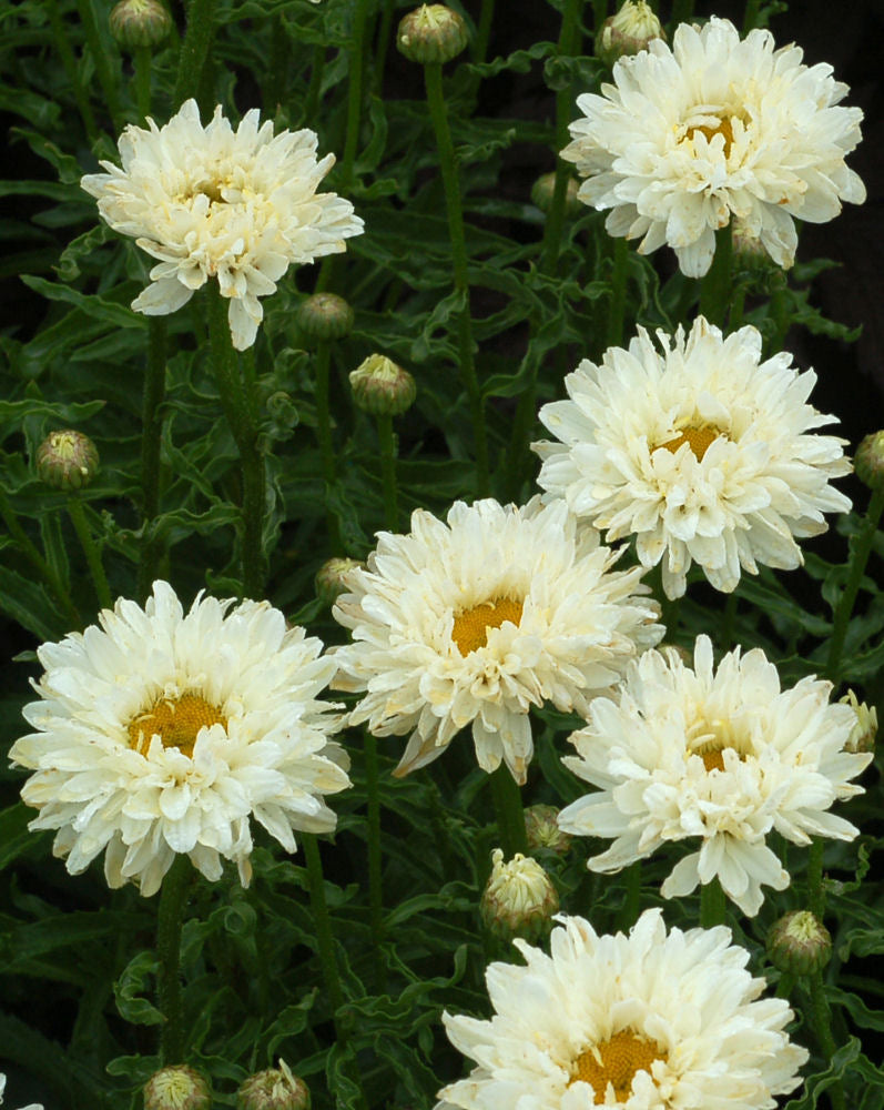LEUCANTHEMUM  &