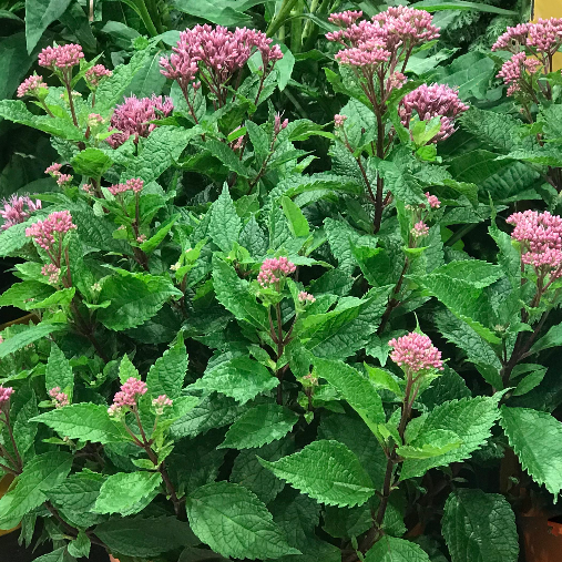 EUPATORIUM &