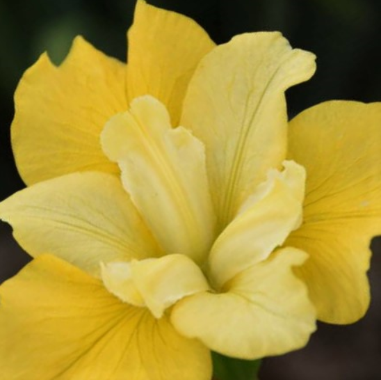 IRIS, SIBERICA &