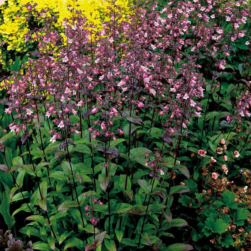PENSTEMON &