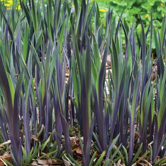 IRIS, VERSICOLOR &