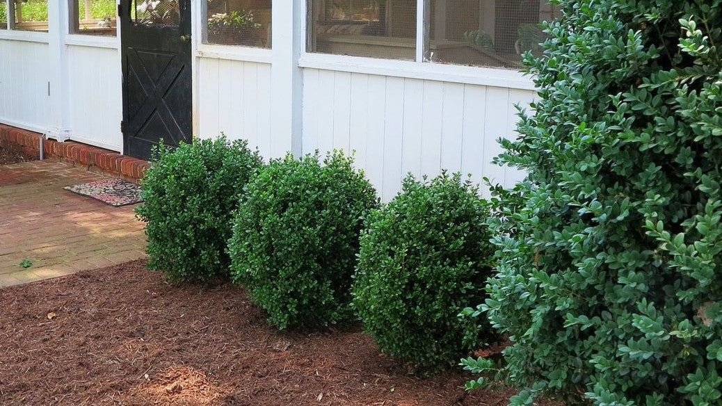 BUXUS &