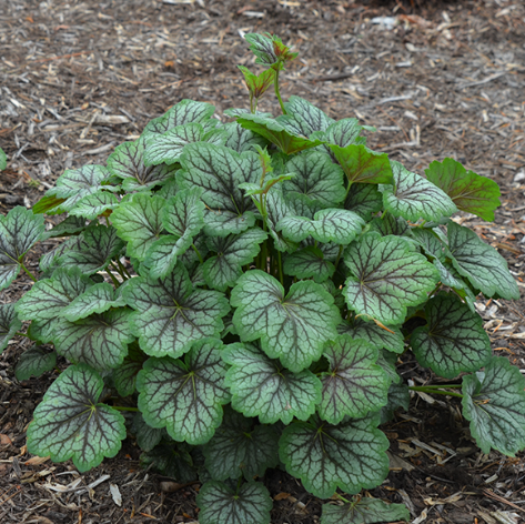 HEUCHERA &