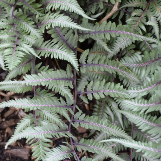 FERN &