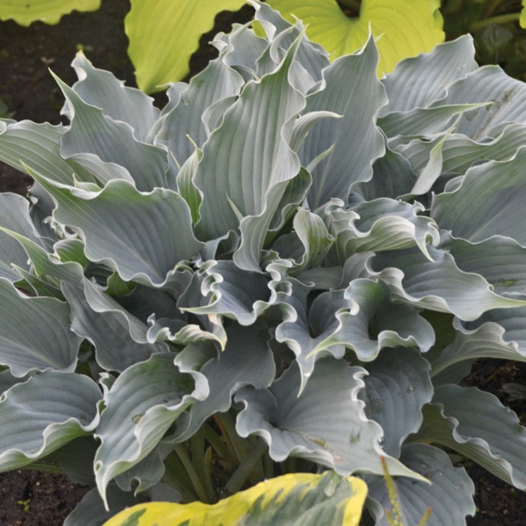 HOSTA &