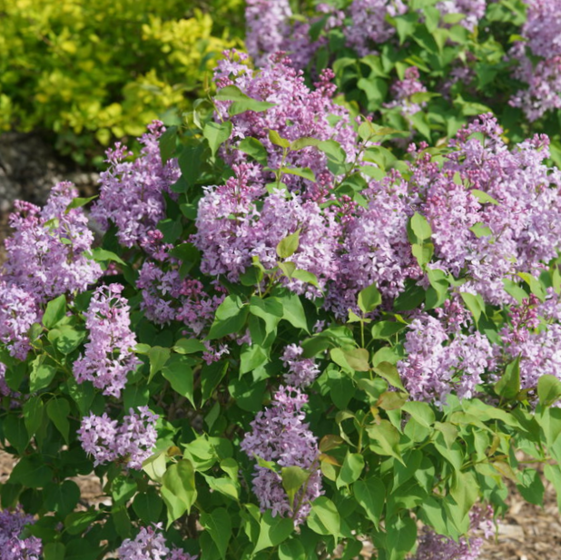 SYRINGA &