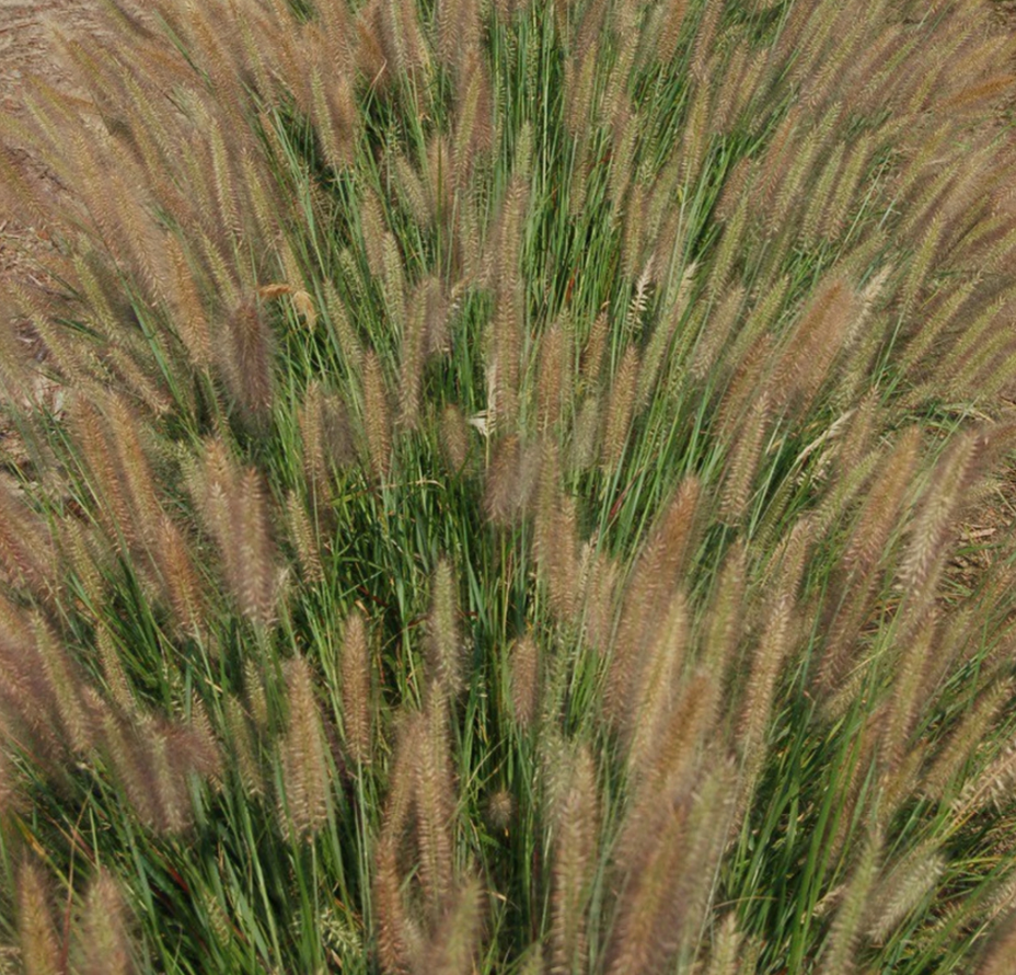 GRASS, PENNISETUM &