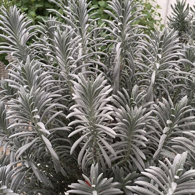 LAVANDULA &