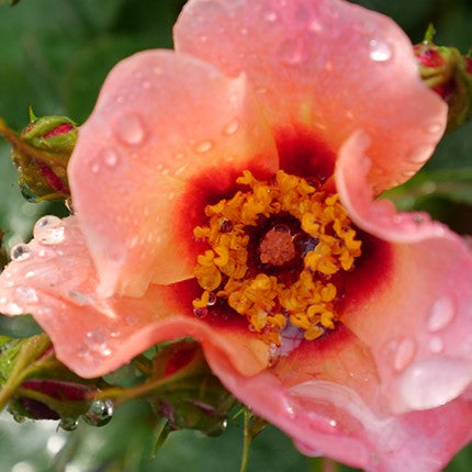 ROSE &