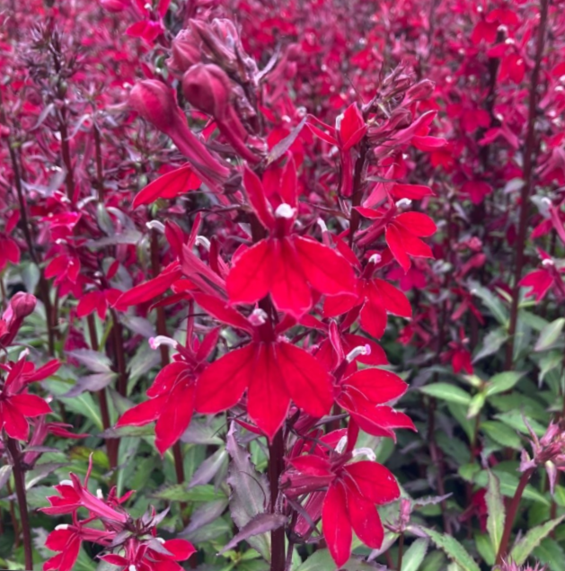 LOBELIA &