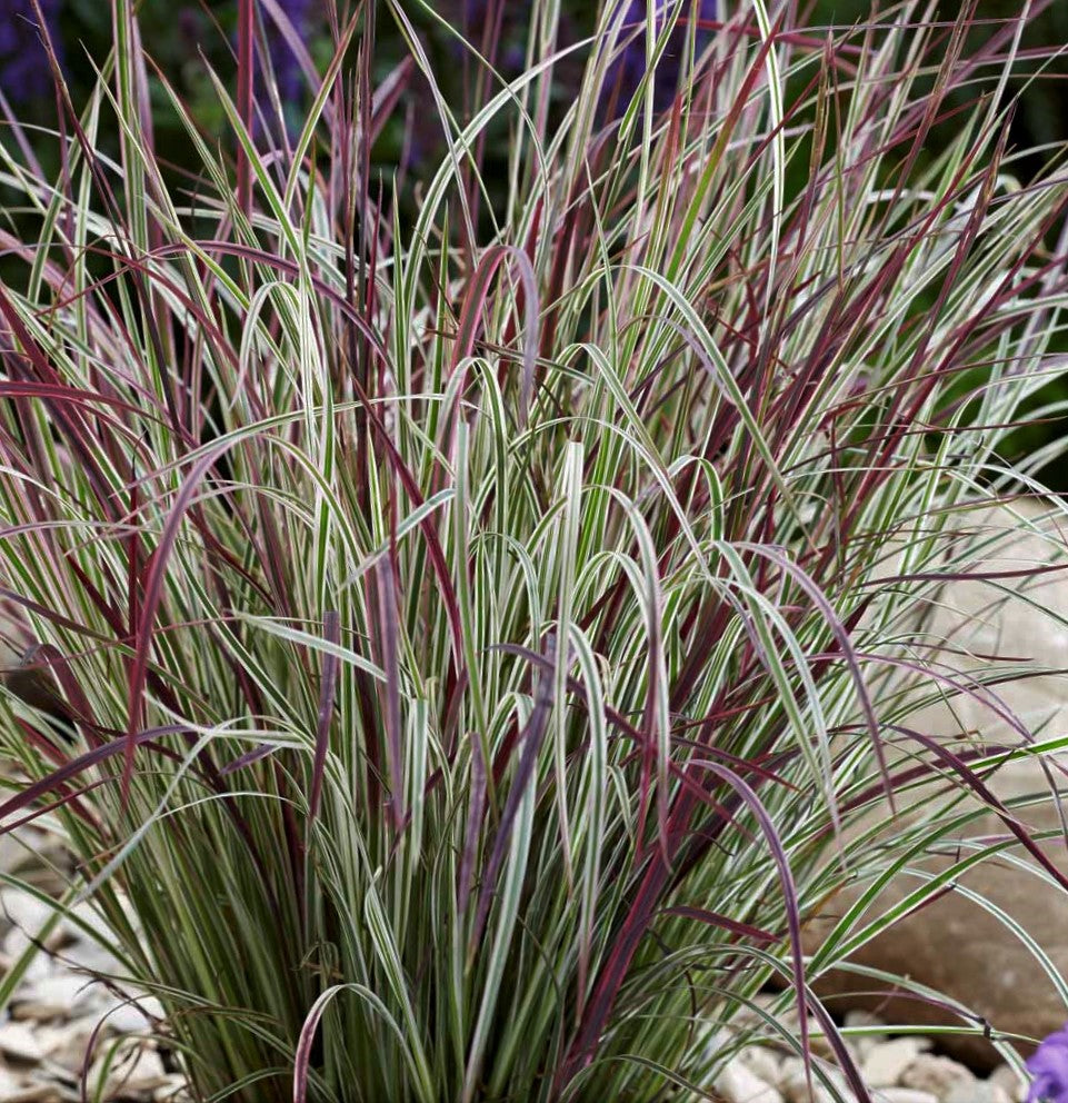 GRASS, SCHIZACHYRIUM &
