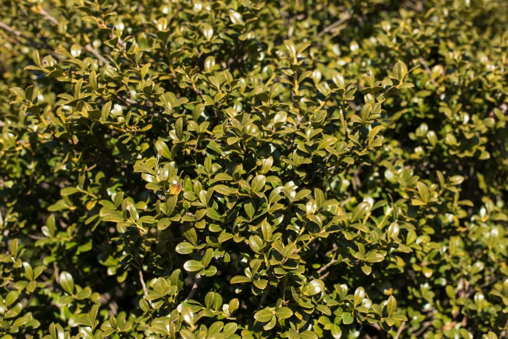 ILEX, CRENATA &