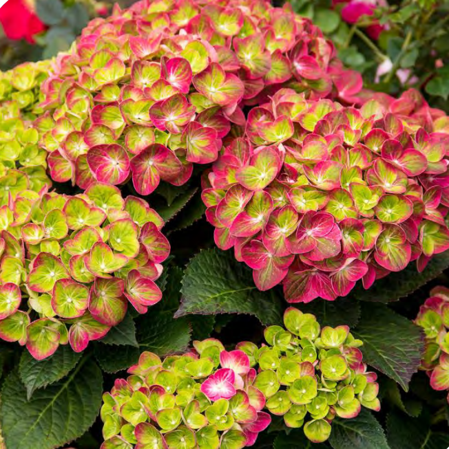 HYDRANGEA, MACROPHYLLA  &