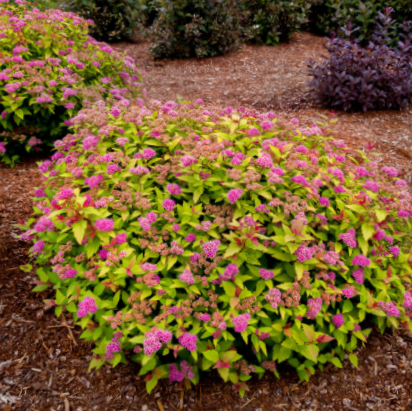 SPIRAEA &