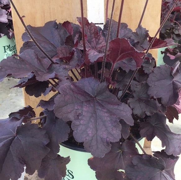 HEUCHERA &
