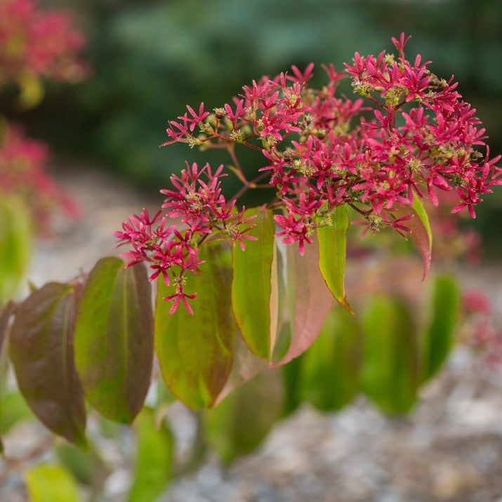 HEPTACODIUM &