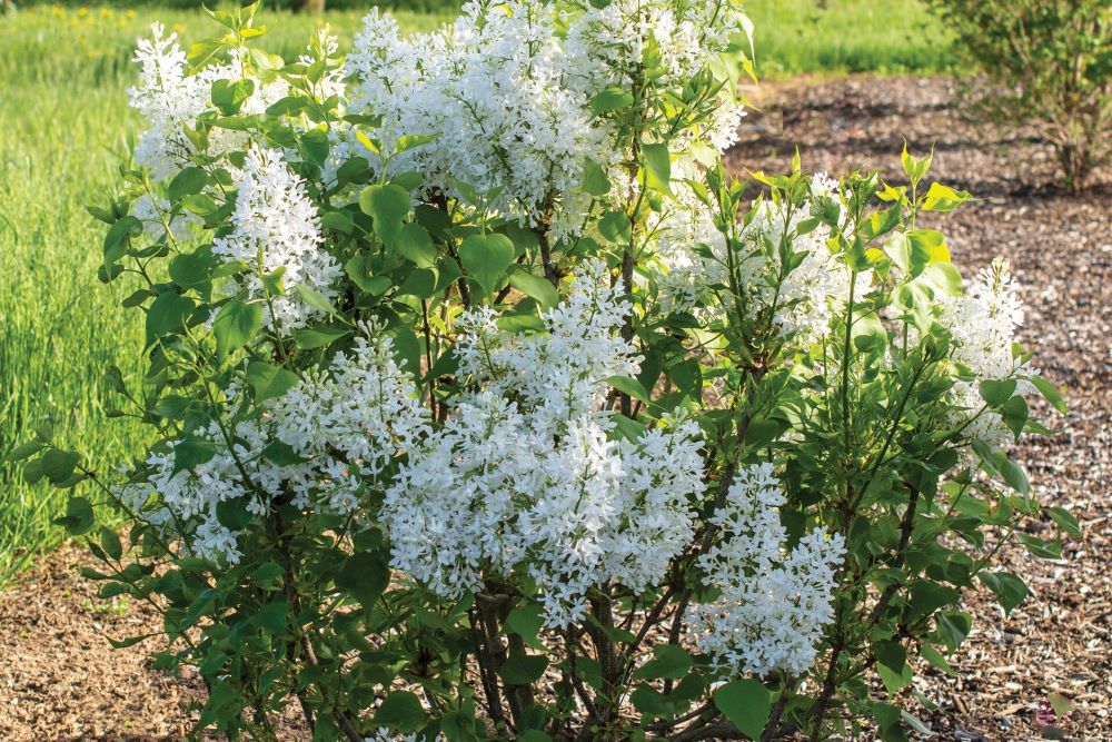 SYRINGA &