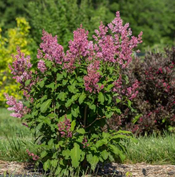 SYRINGA &