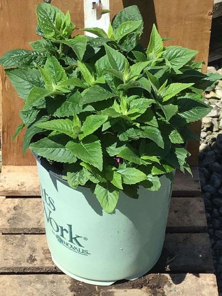MONARDA &