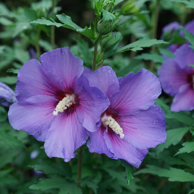 HIBISCUS &