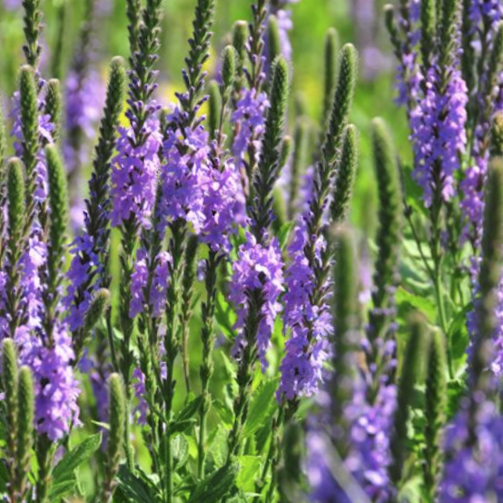 VERBENA STRICTA  - 1 gallon (Hoary Vervain)