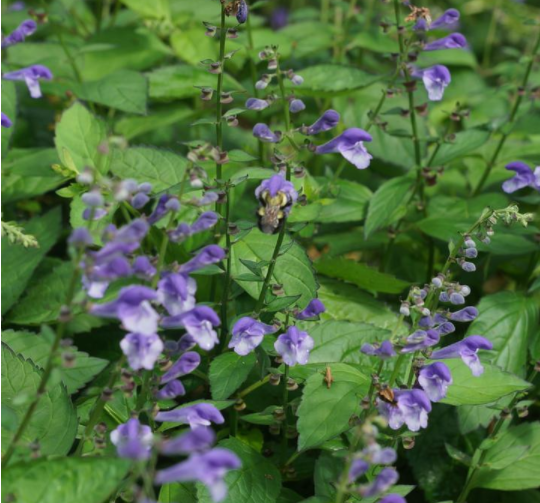 SCUTELLARIA &