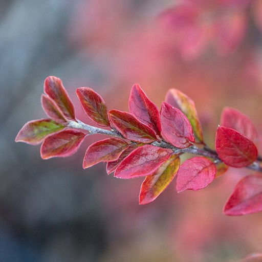 COTONEASTER &