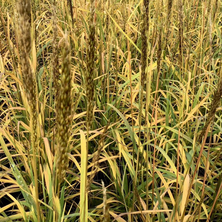 GRASS, SORGHUM &