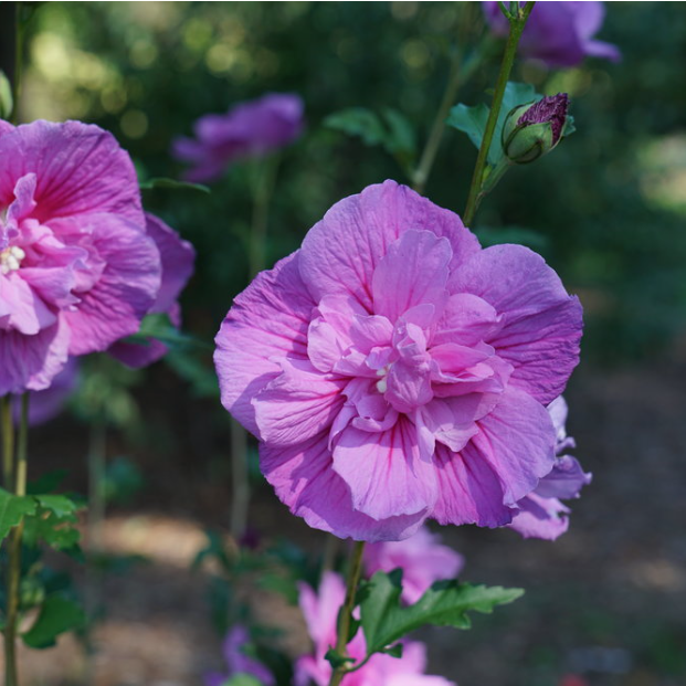 HIBISCUS &